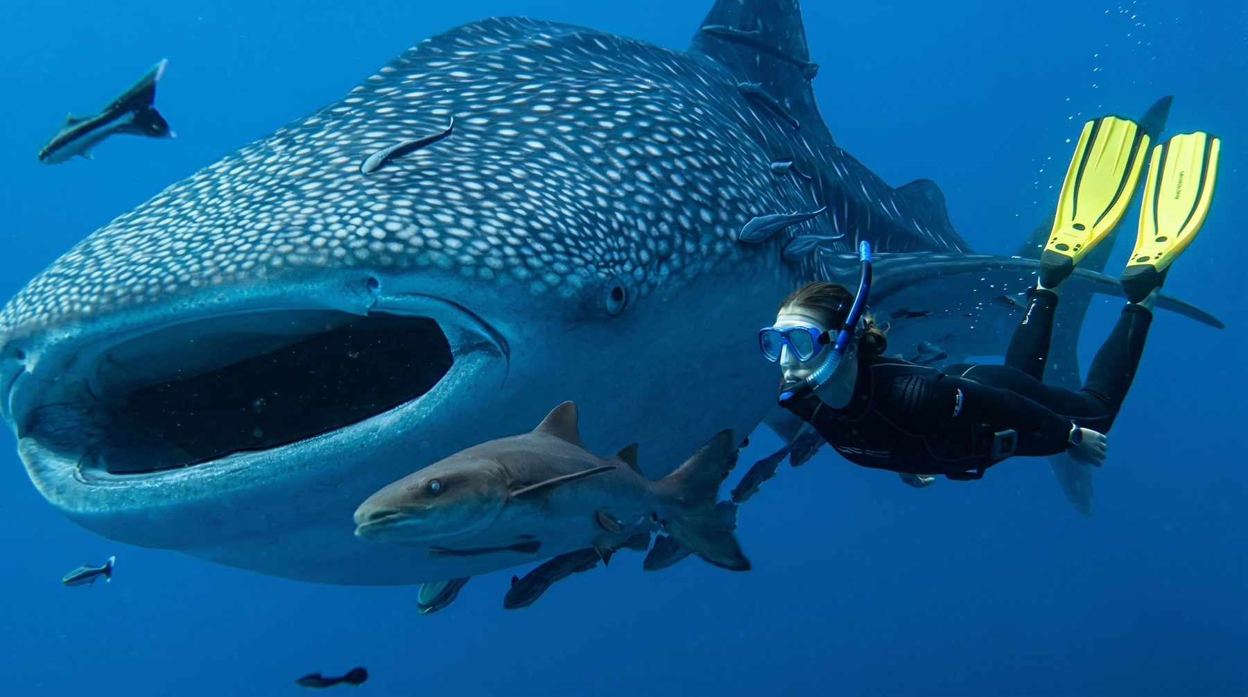 Nado con tiburón ballena