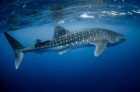 Nadar con tiburón ballena desde Isla Mujeres: qué saber